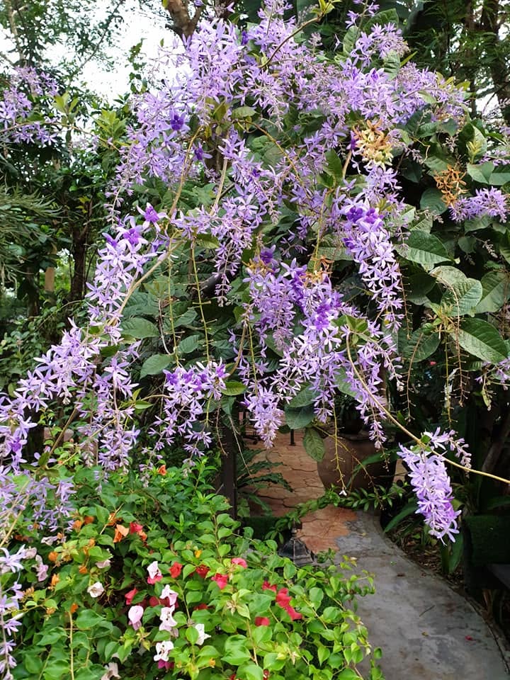 Purple petrea in bloom