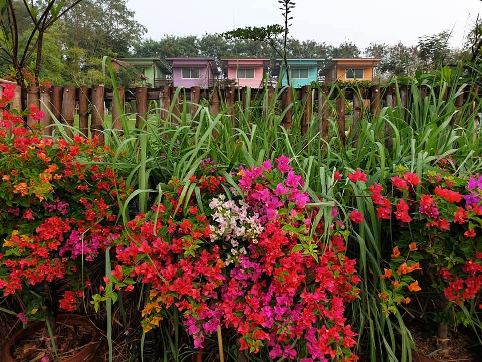 Flowers with the cottages behind