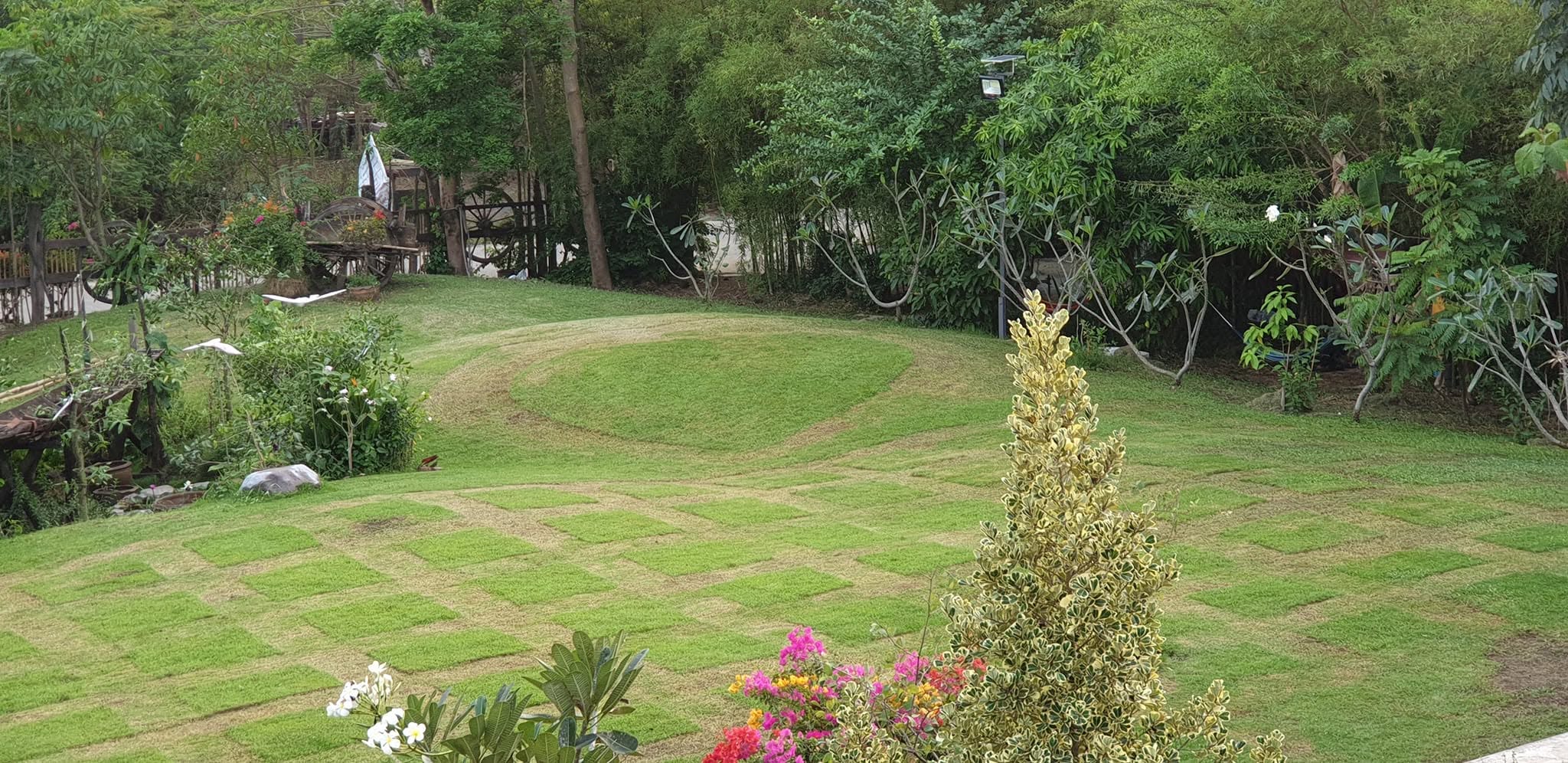 The manicured lawn