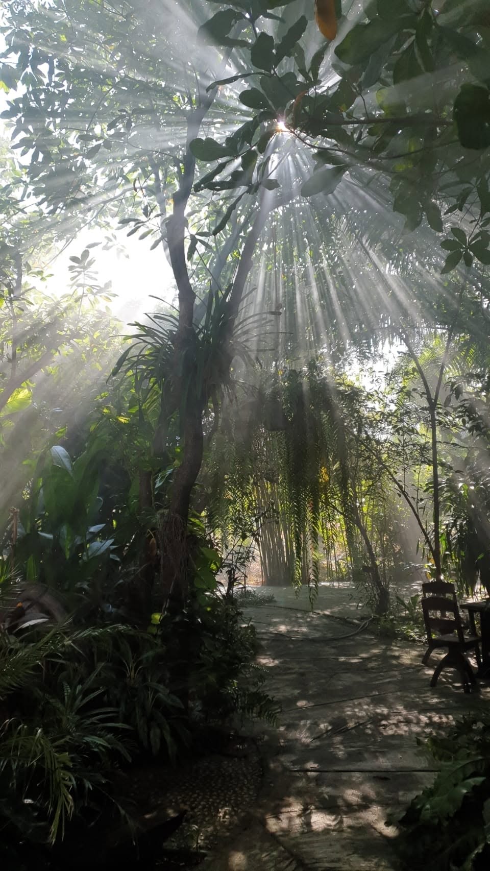 Sun rays through the garden canopy